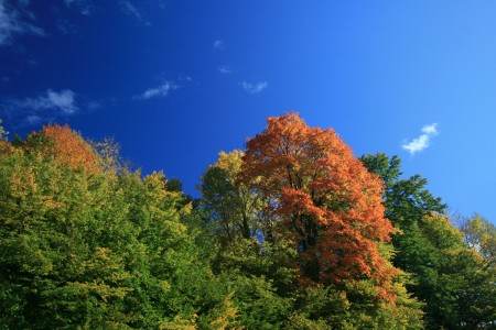 Herbst Wald