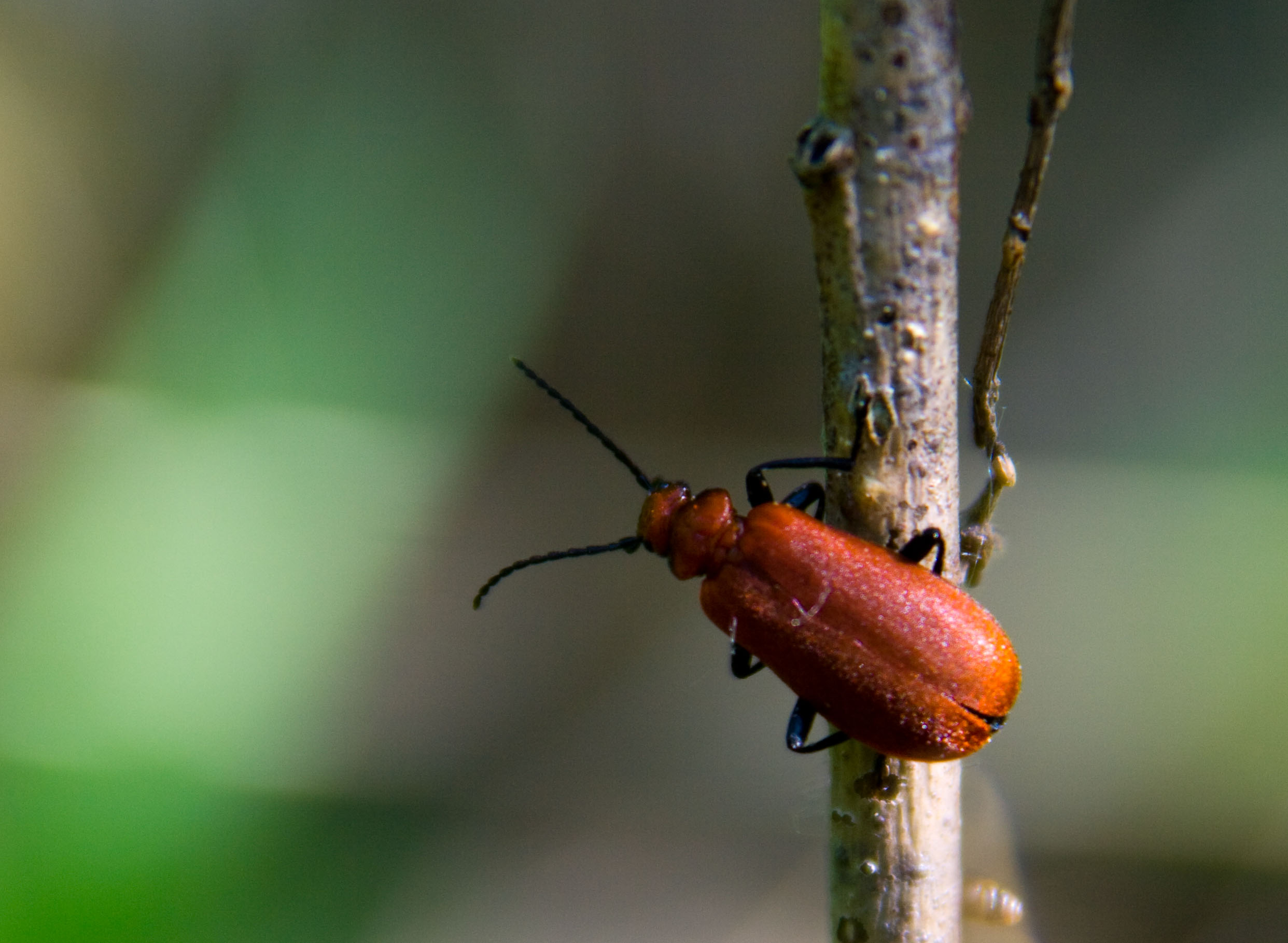Käfer