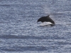 20101113_santa_barbara_4444