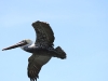 20101114_santa_barbara_4346