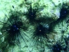 seeigel