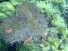 anemone