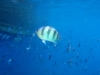 fisch