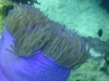 anemone2