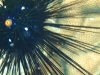 seeigel1