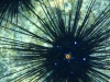 seeigel2