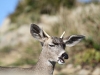 20101101_redwoods_2085
