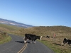 20101101_redwoods_2104