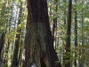 20101102_redwoods_2161