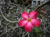 IMG_9815.JPG