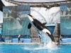20101108_san_diego_2967