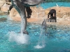20101108_san_diego_3076